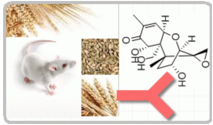 小鼠抗呕吐毒素（Monoclonal Mouse Anti- deoxynivalenol）